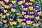 background of violet-yellow blooming violets