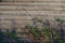 Background. The wall of an old log house. Raspberry bushes Dry twigs and branches with leaves.