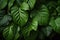 Background wall of tropic vibrant green foliage