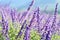 Background wallpaper field violet spring flowers rural landscape