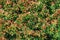 Background wallpaper green leaf natural texture pattern