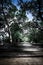 Background,Wallpaper,Tungprongthong,mangrove forest located at rayong thailand,cloud sky