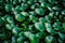 Background of Water hyacinth plants dark green leaves