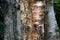 Background of weathered silver birch tree trunks on damp day