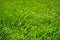 Background of wet green grass texture