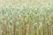 Background of wheat plants, ripening wheat in the farmerâ€˜s field