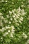 Background of a white blooming in spring bush privet.