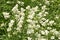 Background of a white blooming in spring bush privet.