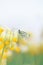 background with white butterfly sitting on delicate yellow primrose flowers on spring Sunny green meadow