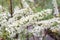 Background white flowers on branch with bokeh. Spiraea Cinerea Grefsheim for postcard or design