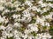 Background of white flowers of Clematis Montana