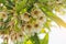 Background of White flowers of Elaeocarpus grandiflorus in Thailand