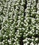 Background of white flowers of lobularia maritima for sale in a