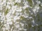 Background of white hydrangea flowers.