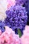 Background of white, pink and blue hyacinths, full frame