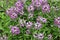 Background of white and pink flowers alissum 20402