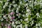 Background of white and pink forget-me-not flowers on a bright sunny day. Top view. Flowering garden plant