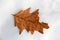 Background of white snow with single Fall leaf laying on top