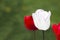 Background of white tulip in spring