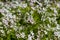 Background of white wildflowers of Claytonia sibirica in shady forest