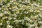 Background. The white wildflowers medicinal chamomile Matricaria chamomilla in a meadow