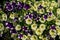 Background from white-yellow and blue speckled numerous flowers of hybrid petunia on a summer sunny day.