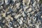 Background with whole and shattered opened empty oyster shells and small clams and spirals