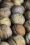 Background whole unpeeled brown nuts