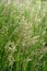 Background of a wild meadow with flowering grasses