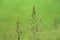 Background of a wild meadow with flowering grasses