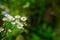Background Wild Oxeye Daisies