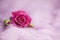 Background of wild pink rose on decorative wool