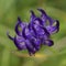 Background with wildflower - Round-headed rampion, Phyteuma orbiculare