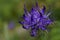 Background with wildflower - Round-headed rampion, Phyteuma orbiculare