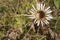 Background with wildflower - Silberdistel, Carlina acaulis