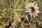 Background with wildflower - Silberdistel, Carlina acaulis