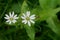 Background with wildflower - Wood Stitchwort - Stellaria Nemorum