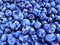 Background wine dark blue grapes without vines and leaves