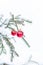 Background winter new year green branch spruce pair of bright red balls a pair of ornaments vertical design