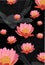 Background withpink lotus flowers