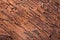 Background of wood eaten by bark beetle in detail with space for text