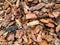 Background of wood mulch: ground with large pieces of tree bark