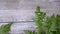 Background of wooden boards. Carved leaves of an ornamental shrub on the background of boards swing in the wind