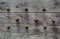 Background of wooden grey planks with metal spikes