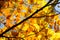 Background of yellow autumnal branches