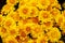Background of Yellow Chrysanthemum Blossoms