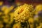 Background of yellow chrysanthemums. A bee is sitting on a chrysanthemum. Beautiful bright chrysanthemums bloom in autumn in the