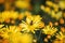 Background of yellow chrysanthemums. A bee is sitting on a chrysanthemum. Beautiful bright chrysanthemums bloom in autumn in the