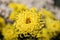 Background of yellow chrysanthemums. A bee is sitting on a chrysanthemum. Beautiful bright chrysanthemums bloom in autumn in the