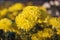 Background of yellow chrysanthemums with a copy of the space. Beautiful bright chrysanthemums bloom in the garden